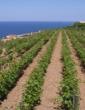 vinya - Galeria d'imatges - Illes Balears - Productes agroalimentaris, denominacions d'origen i gastronomia balear